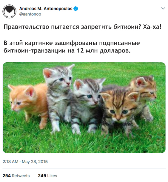 котята